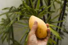 犯罪手持有新鲜的成熟的芒果水果棕榈树背景富含维他命食物vegeterian热带异国情调的水果健康的维生素食物概念