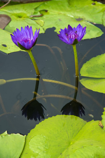 美丽的睡莲莲花花池塘