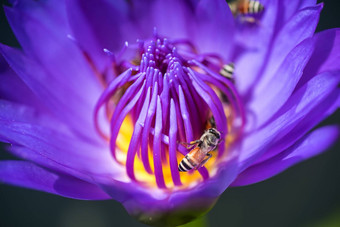 蜜蜂需要花蜜美丽的紫色的睡莲莲花花宏图片蜜蜂花