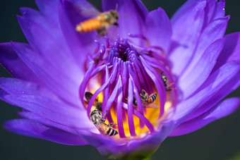 蜜蜂需要花蜜美丽的紫色的睡莲莲花花宏图片蜜蜂花