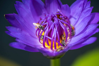 蜜蜂需要花蜜美丽的紫色的睡莲莲花花宏图片蜜蜂花