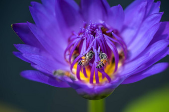 蜜蜂需要花蜜美丽的紫色的睡莲莲花花宏图片蜜蜂花