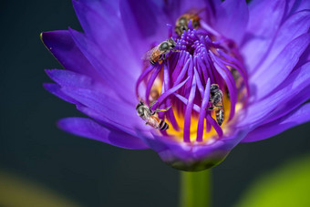 蜜蜂需要花蜜美丽的紫色的睡莲莲花花宏图片蜜蜂花