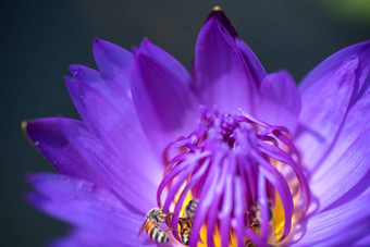 蜜蜂需要花蜜美丽的紫色的睡莲莲花花宏图片蜜蜂花