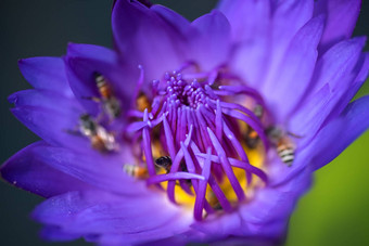 蜜蜂需要花蜜美丽的紫色的睡莲莲花花宏图片蜜蜂花