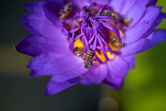 蜜蜂需要花蜜美丽的紫色的睡莲莲花花宏图片蜜蜂花