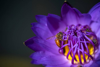 蜜蜂需要花蜜美丽的紫色的睡莲莲花花宏图片蜜蜂花