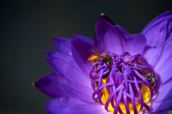 蜜蜂需要花蜜美丽的紫色的睡莲莲花花宏图片蜜蜂花