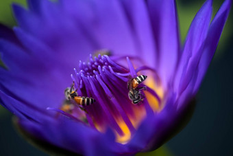 蜜蜂需要花蜜美丽的<strong>紫色</strong>的睡莲莲花花宏<strong>图片</strong>蜜蜂花