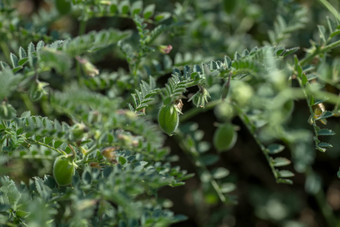 鹰嘴豆豆荚绿色年轻的植物农场场特写镜头