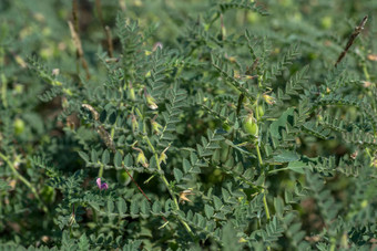 鹰嘴豆豆荚绿色年轻的植物农场场特写镜头