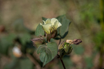 <strong>棉花</strong>农场场关闭<strong>棉花</strong>球花