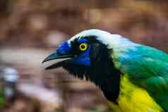 脸还松鸦特写镜头色彩斑斓的热带鸟specie美国