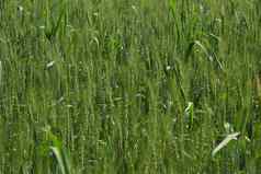 绿色小麦有机农场场