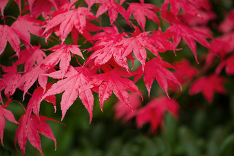 <strong>红色</strong>的枫树秋天季节