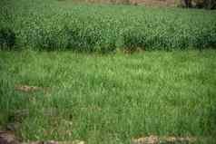 绿色小麦有机农场场
