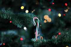 传统的人工圣诞节树挂糖果狗
