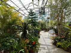 温室热带植物仙人掌风扇