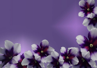 美丽的花非洲紫罗兰色的孤立的梯度背景非洲紫罗兰色的头宏照片热带花