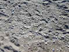 沙子海滩贝壳脚打印