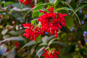 特写镜头红色的花樱红色小叶植物受欢迎的热带植物specie墨西哥
