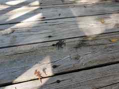 灰色蟹动物棕色（的）木木板路