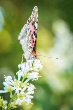 可爱的蝴蝶坐在薰衣草花夏天花园