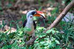 鸟从的德肯斯犀鸟埃塞俄比亚野生动物