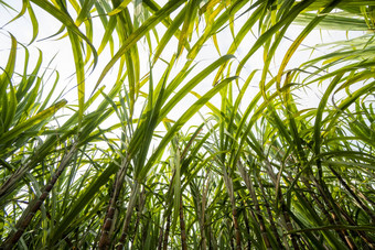 甘蔗种植生产糖食物食物行业糖狗字段文化热带行星股份甘蔗植物农场工厂使糖