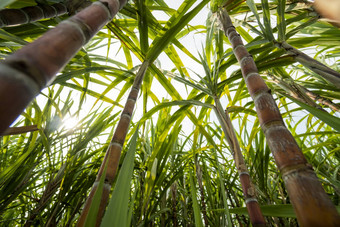 甘蔗种植生产糖食物食物行业糖狗字段文化热带行星股份甘蔗植物农场工厂使糖