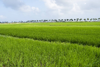 绿色<strong>大米</strong>场日光收获<strong>大米</strong>美丽的梯田<strong>大米</strong>场水季节灌溉农业