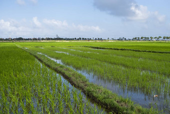 绿色大米场日光收获大米美丽的梯田大米场水季节灌溉农业