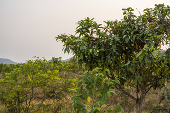 绿色<strong>芒果</strong>树<strong>芒果</strong>树日益增长的场亚洲<strong>芒果</strong>水果种植园美味的水果丰富的维生素