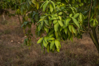 绿色<strong>芒果</strong>树<strong>芒果</strong>树日益增长的场亚洲<strong>芒果</strong>水果种植园美味的水果丰富的维生素