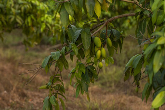 绿色芒果树芒果树日益增长的场亚洲芒果水果种植园美味的水果丰富的维生素