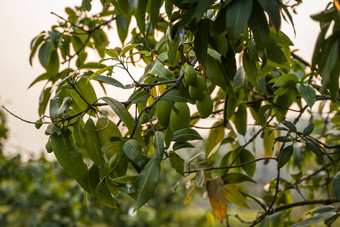 绿色<strong>芒果树芒果树</strong>日益增长的场亚洲芒果水果种植园美味的水果丰富的维生素