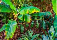 摩西格里尔森斯野生香蕉specie受欢迎的观赏热带植物花园