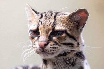 虎猫<strong>豹纹</strong>维迪罕见的南美国猫