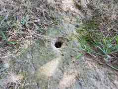 动物洞洞穴地面草