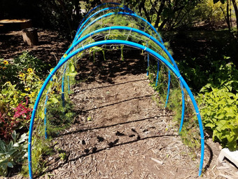 蓝色的晶格隧道网植物覆盖物路径花园