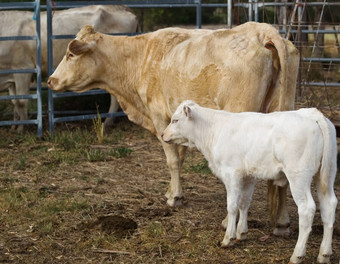 妈妈婴儿牛小腿澳大利亚牛肉牛