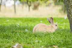 可爱的兔子兔子坐着绿色草