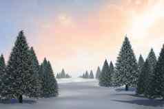 雪景观冷杉树