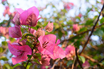 红色的粉红色的仙客来郁金香百合绣球花兰花开花植物布鲁姆ranunculales虹膜水仙花风信子常年他来了背景夏天观赏花园泽西岛