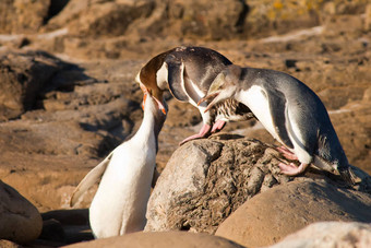 兄弟企鹅海穗喂养年轻的