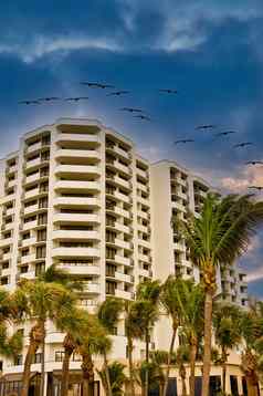 海鸥公寓棕榈树