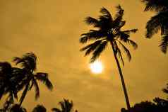 轮廓棕榈树太阳
