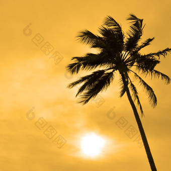 轮廓<strong>棕榈</strong>树太阳