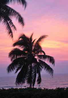 棕榈树日落