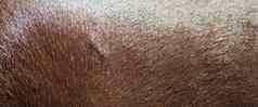 棕色（的）马皮肤皮毛关闭自然纹理